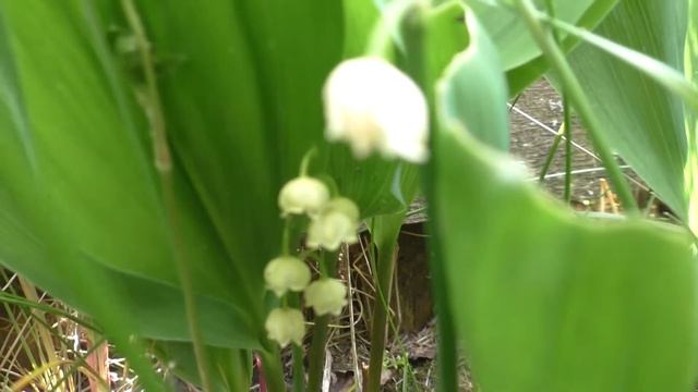 Стелла ,,Волны страсти,, смотреть онлайн