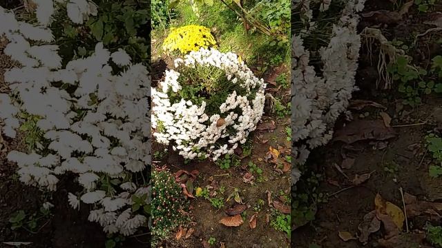 Хризантемы цветы осени ?☀️?? смотреть онлайн