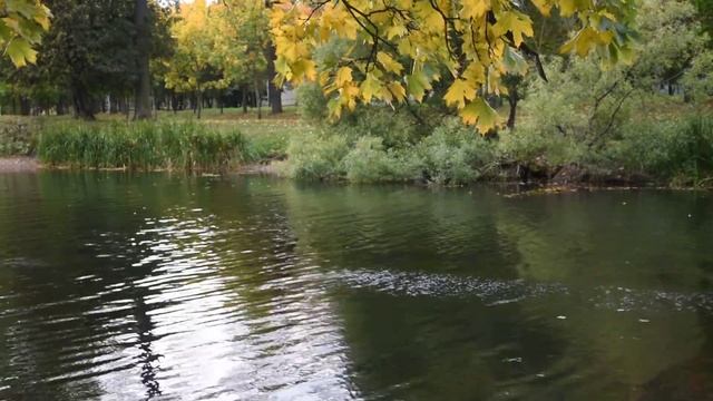 ОСЕНЬ В ГОРОДЕ Падают листья Футаж смотреть онлайн
