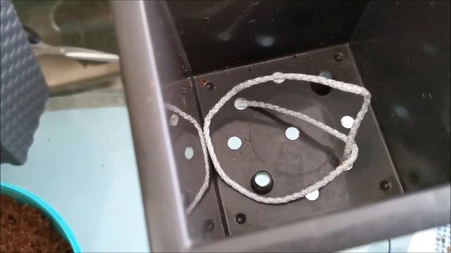 Омоложение взрослых антуриумов и посадка их на фитиль смотреть онлайн