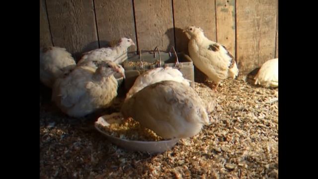 Перепела техасцы влияние возраста на оплодотворяемость яиц и вывод из них перепелят смотреть онлайн