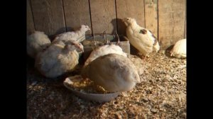 Перепела техасцы влияние возраста на оплодотворяемость яиц и вывод из них перепелят