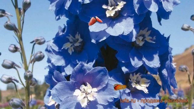 Дельфиниум гибридный Мэджик Фонтейн Мид Блю Вайт Би ? обзор: как сажать, саженцы дельфиниума смотреть онлайн