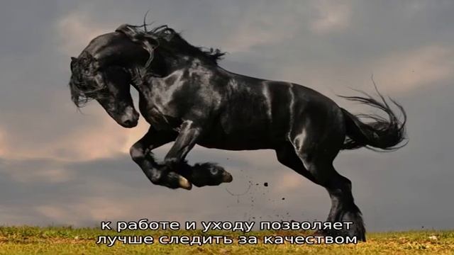 Упряжь для лошади – учимся запрягать коня смотреть онлайн