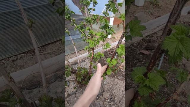 как обрезать красную смородину! смотреть онлайн
