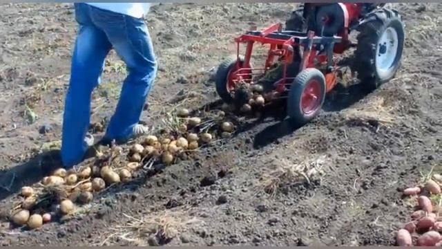 Копаем картошку мотоблоком с грохотной копалкой смотреть онлайн