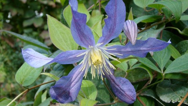 Клематисы. Козетта смотреть онлайн