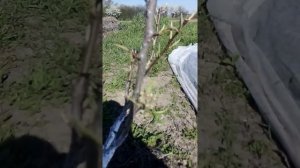 Черешня Свитхард, 3 й год.....