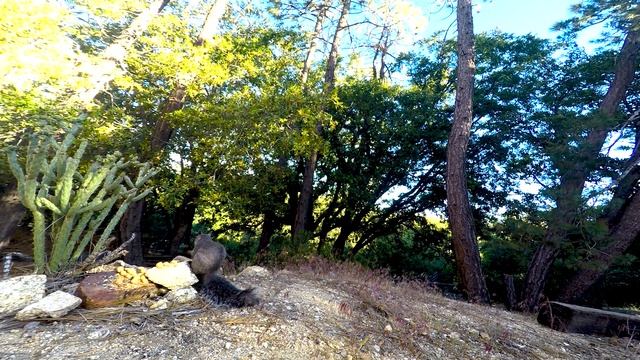 CAT Games TV | Idyllwild Real Birds & Squirrels Vol 1 | Videos For Cats to Watch | ASMR ? смотреть онлайн