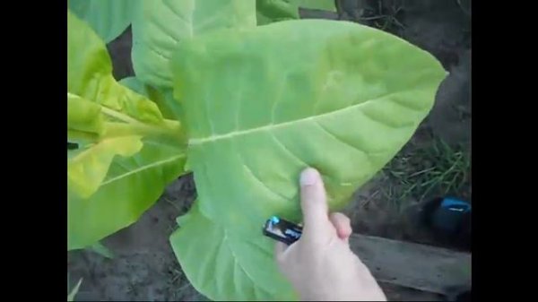 Табак Harmanli (Харманли)