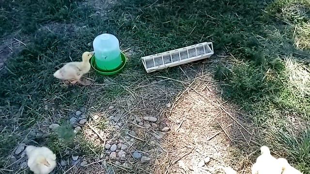Гусята на прогулке /пасу гусят смотреть онлайн