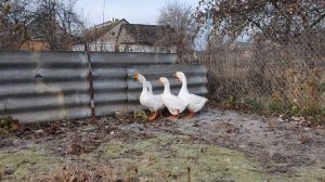 Зимняя яйцекладка гусей и мускусных уток \индоуток\. Особенности содержание,кормление птицы зимой.