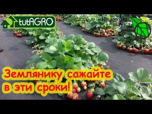 ЛУЧШИЕ СРОКИ ПОСАДКИ ЗЕМЛЯНИКИ САДОВОЙ / КЛУБНИКИ. Посадите в эти сроки - будете сразу с урожаем!
