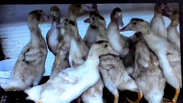 МУЛАРДЫ//Мой опыт выращивания смотреть онлайн