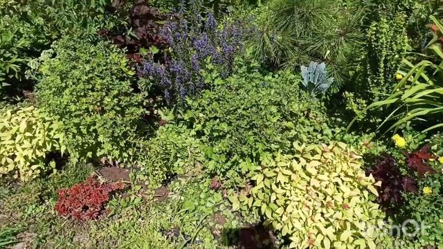 ???Обзор сада у реки. Ежевика, тутовник, и цветы... цветы...? смотреть онлайн