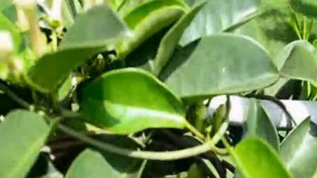 Fruto doJasmim-de-madagascar Stephanotis floribunda смотреть онлайн