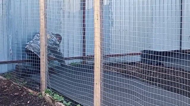 Сделайте так под огурцы и травы не будет. смотреть онлайн