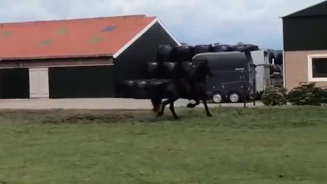 Фриз. Кобыла жеребая 7 лет (2) смотреть онлайн