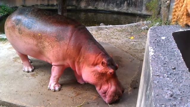 Тайский гиппопотам смотреть онлайн
