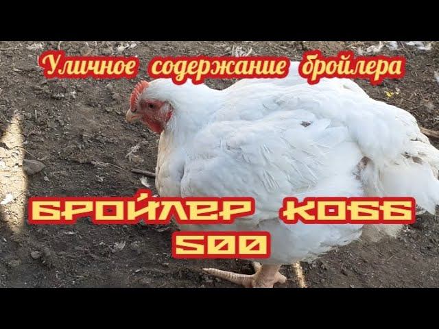 Нашему бройлеру - 50 дней... выращен без пропоик...уличное содержание.... смотреть онлайн