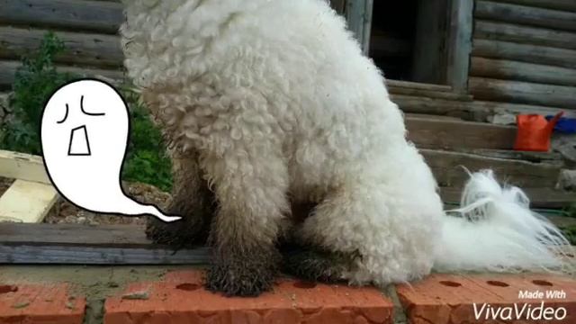 Мой грязный песик Бакси смотреть онлайн