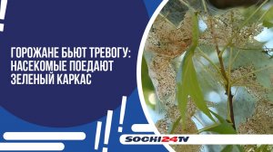 КОКОН ПАУТИНЫ ВМЕСТО ЛИСТВЫ