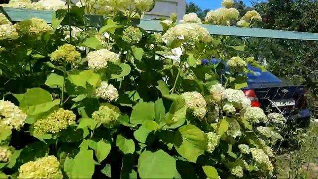 влог/иду в дачный магазин/одна королева на руках/принцесса в коляске? смотреть онлайн