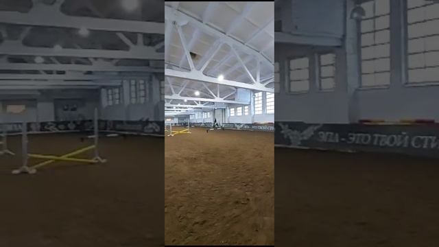 Подготовка к соревнованиям с Маркизом❤️ ?моя тренировка #лошади смотреть онлайн