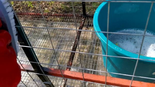 Чем отмыть клетку для бройлеров после использования? Идеальный вариант.