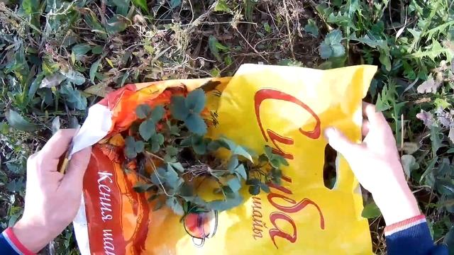 1. Выращивание клубники дома зимой. Рассада/Growing strawberries in the winter at home. Seedling смотреть онлайн