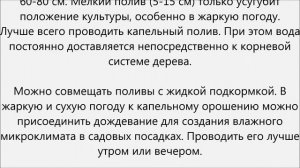 Как поливать яблони.Как часто поливать яблоню