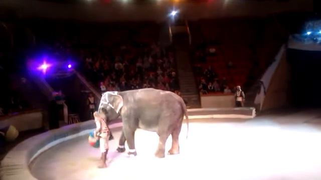 Слоны в цирке смотреть онлайн