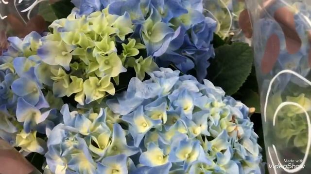 Новые Цветочки в магазине Оби! смотреть онлайн