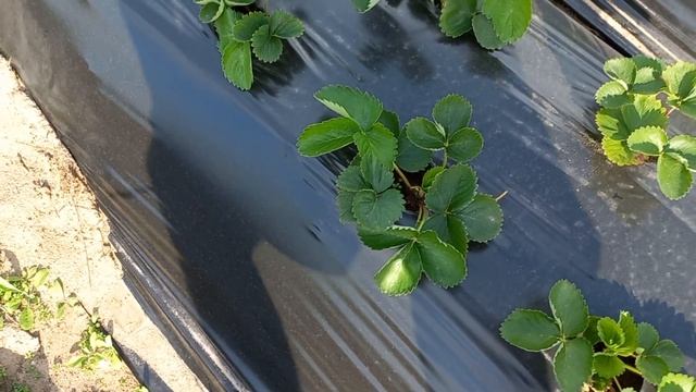 ЧТО ДЕЛАТЬ С КЛУБНИКОЙ ЛЕТОМ? РАБОТЫ.