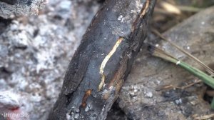 Primitive Skills; You need to know how to plant a food, watch this