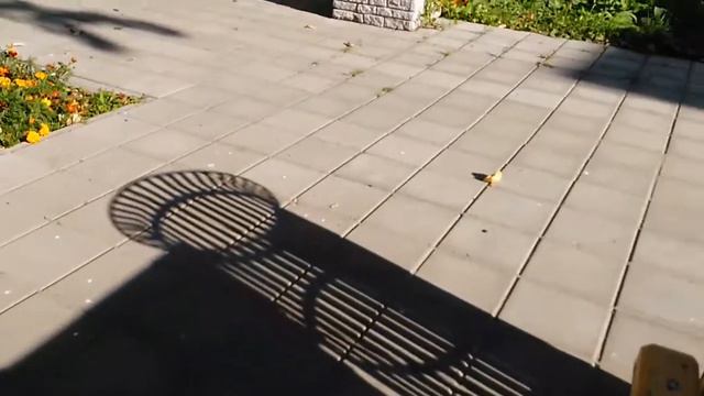 СОБАКА ЧЕМ ТЫ СКРОМНЕЕ, ТЕМ ТЫ СЧАСТЛИВЕЕ смотреть онлайн