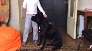 Кане Корсо видео! Отзывы о породе собак Кане Корсо!