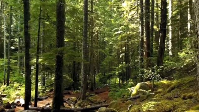 Sounds of silence by wuauquikuna смотреть онлайн
