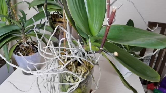 Разгребаю орхидейный ТРЫНДЕЦ!