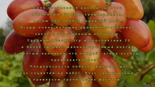 Виноград Катруся Каховская и Аватар - обзор урожая 2021 смотреть онлайн