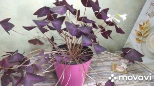 Моё второе хобби...КОМНАТНЫЕ РАСТЕНИЯ. КИСЛИЦА / OXALIS /.