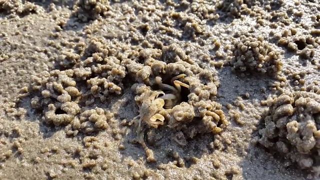 Crabs running for cover смотреть онлайн