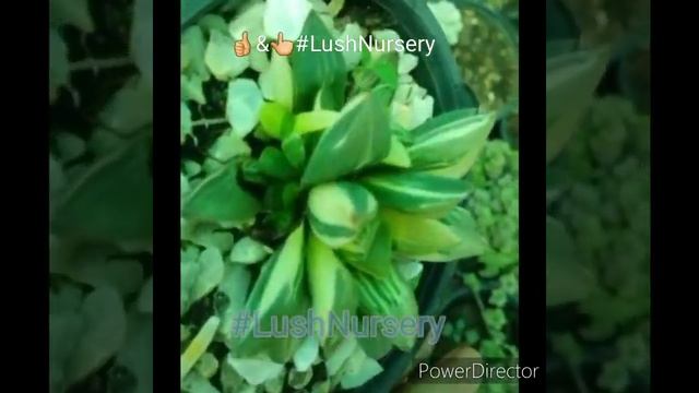 Variegated Haworthia Retusa