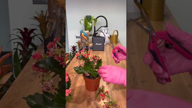 Каланхоэ отцвел. Что делать? #комнатныецветы #каланхоэ #каланхоэотцвел #секретыцветения #цветыдома смотреть онлайн