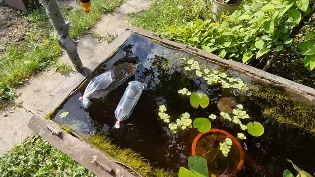 Ищем рыбу и запускаем ее в мини пруд на даче смотреть онлайн