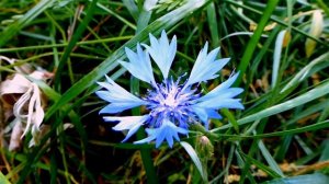 Васильки. Цветы Васильки. Футаж Цветы Синие Васильки. Красивые Цветы Видео. Футажи для видеомонтажа