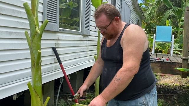 How to Transplant Blue Java Banana Tree | How to Reproduce Banana Trees | Ice Cream Banana Plants смотреть онлайн