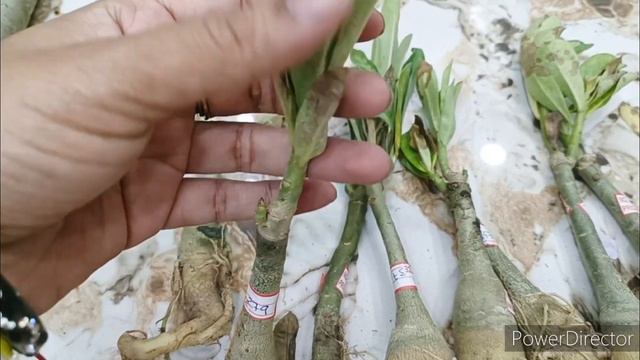 Adenium plant unboxing to growing method|| Adeinum plant shopping|| grafted adenium plant смотреть онлайн