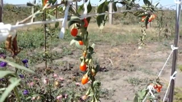 ягоды годжи смотреть онлайн