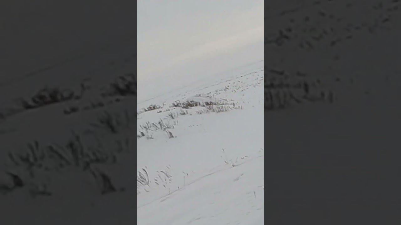 Заяц из под куста. ЗАЦЕПИЛ #охота #охотаназайца смотреть онлайн